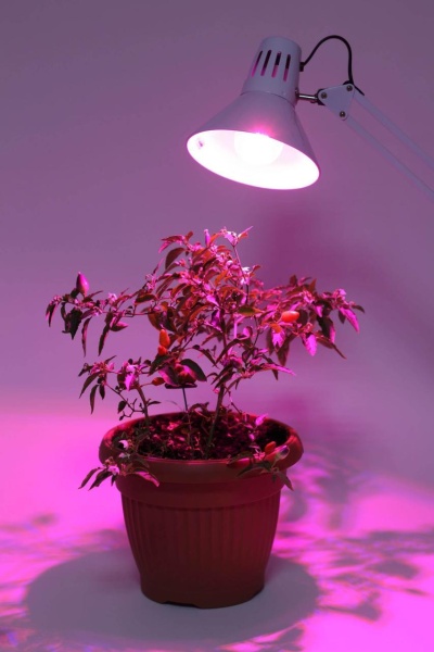 Лампа светодиодная для растений ЭРА E27 12W 1310K прозрачная FITO-12W-RB-E27-K Б0039070